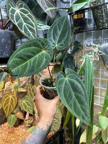 Anthurium - x, papi