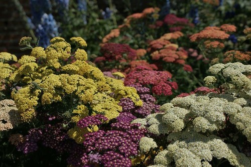 Achillea mixed colous 200 - achillea,