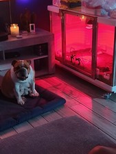 Plaztec Whelping Unit 