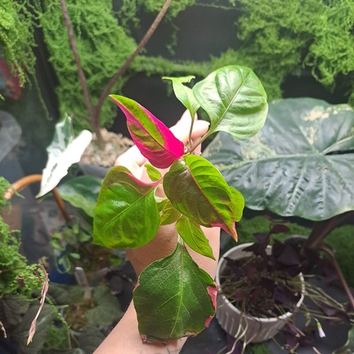 Party time plant - time,
