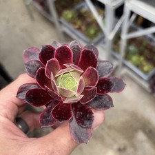 aeonium wedding dress