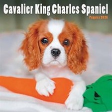 Cavalier King Charles Spaniel