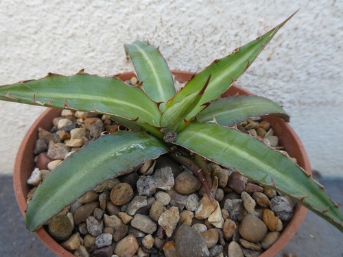 Agave xylonacantha shown in - agave,