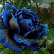 Black and Blue Rose Seeds Rare Unusual Stunning Garden Plant