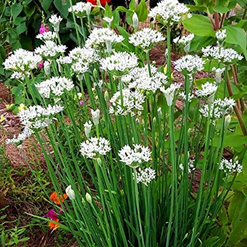 Wild garlic herb allium - herb,