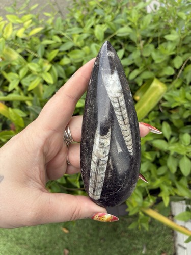 Orthoceras fossil black - fossil, in