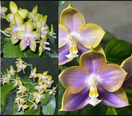 Phalaenopsis yangyang pink - phalaenopsis,