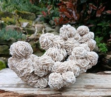 Desert Rose Crystal Gypsum