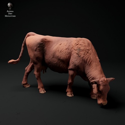 Red devon cow grazing - devon,