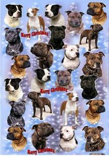 Staffordshire Bull Terrier Dog