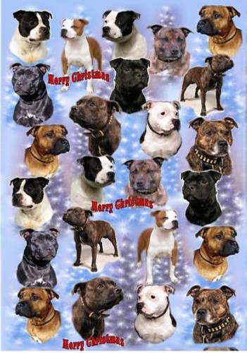 Staffordshire bull terrier dog - bull,