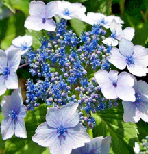 Hydrangea Blue Wave Lacecap |
