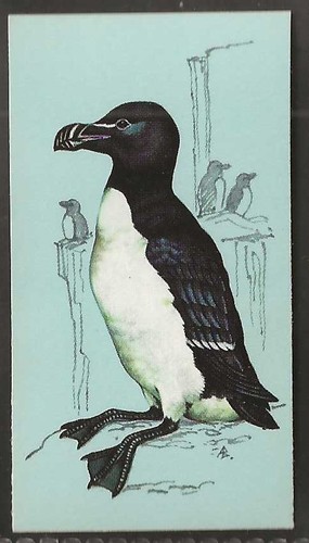 Tetley british birds - (tea)-british,