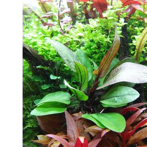 Amazon sword tropical - amazon,