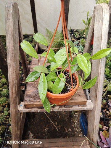 Hoya carnosa with small - carnosa,