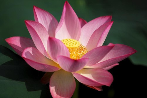 Sacred lotus nelumbo - sacred,