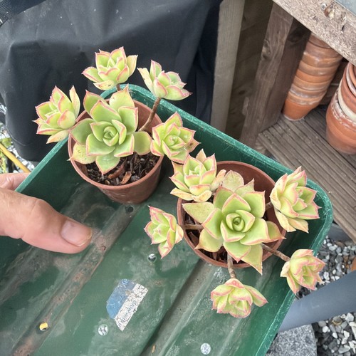 Aeonium pinwheel ave width - x2,