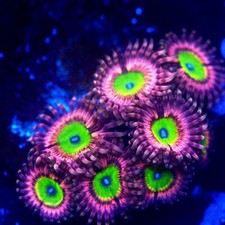 CB Omega Zoa Zoanthid Soft