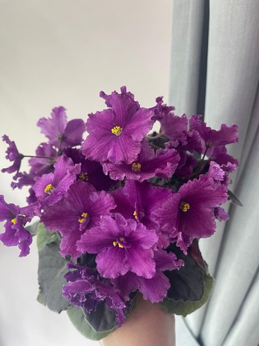 African violets two - violets, freshly