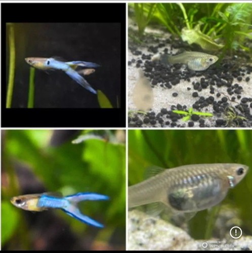 Breeding pair double tail blue - pair,