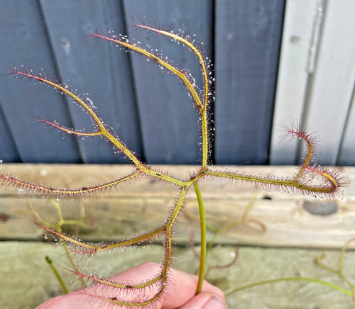Drosera binata var multifida - drosera,