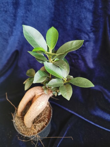 Ficus ginseng bonsai - ficus,