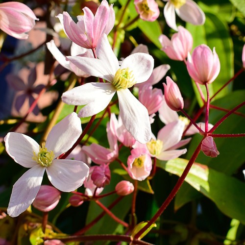 Clematis armandii plant apple - armandii, 'apple
