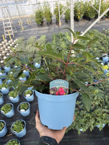 Fuchsia dollar princess - fuchsia,
