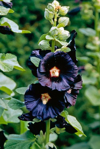 100 hollyhock nigra - 100,
