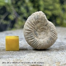 Perisphinctes Ammonite Fossil