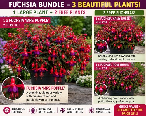 Fuchsia mrs popple free - fuchsia, +
