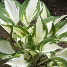 Pack x6 Hosta 'Fire and Ice'