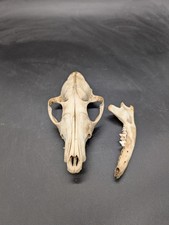 British Red Fox Skull
