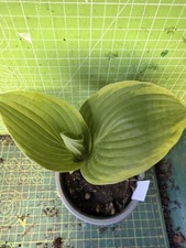 Hosta  - Perennial Plant - Lot