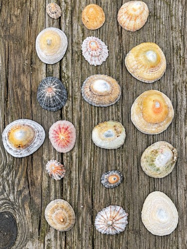 Natural seashell collection - natural,