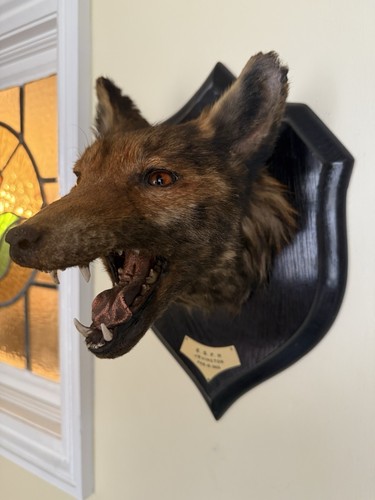Taxidermy fox head - taxidermy,