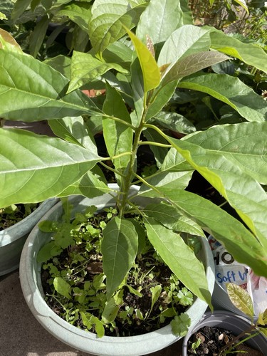 Avocado seedling - avocado, (persea)