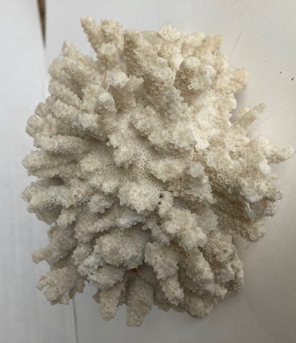 Antique coral white - antique,