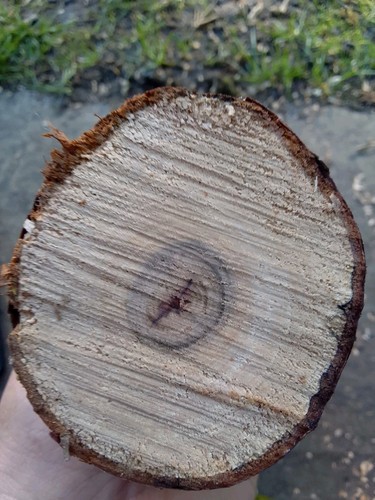 Cherry log with purple centre - purple,