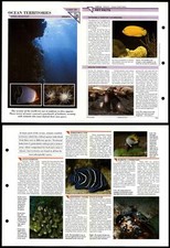 Ocean Territories #38 Behaviour Wildlife Fact File Fold-Out Card