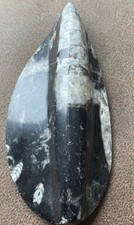 Orthoceras 12cm - (5, inch)