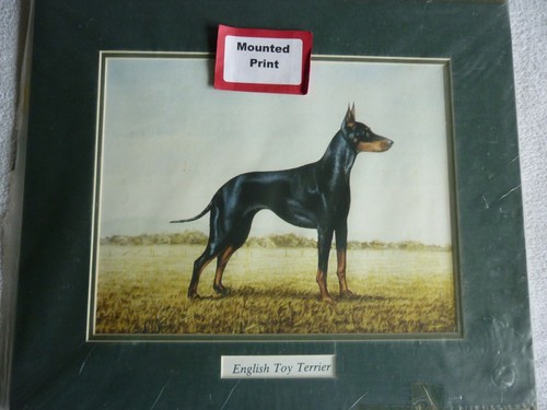 English toy terrier dog print - english,