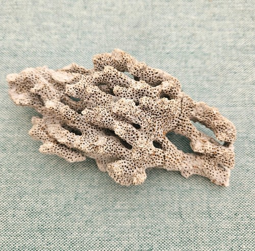 Natural coral fossil - coral,