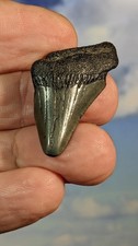 Megalodon juvenile shark - megalodon,