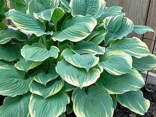 Hosta Inspire Greatness (pot