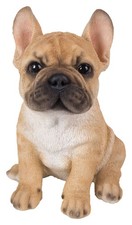 French Golden Bulldog Puppy