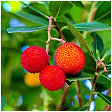 Strawberry Tree / Arbutus