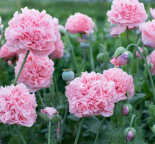 25 Pale Rose Peony Poppy Seeds