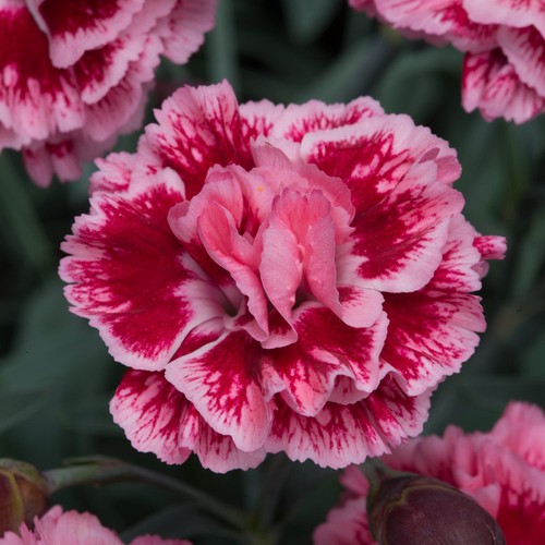 Dianthus scent first sugar - scent,