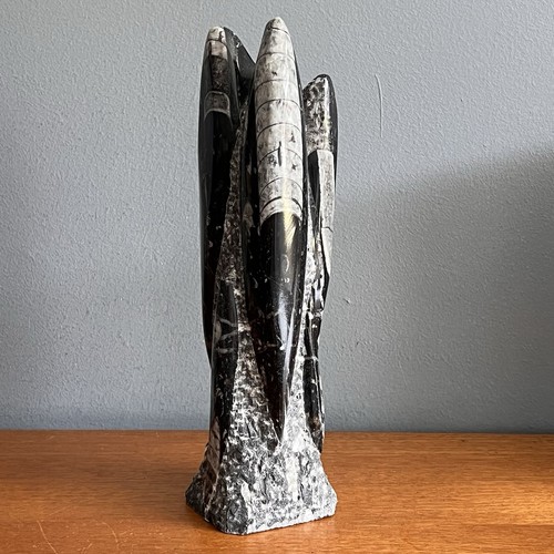 Large freestanding orthoceras - large,